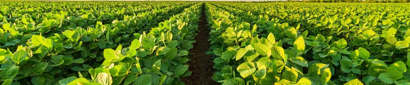 green field with blue skies